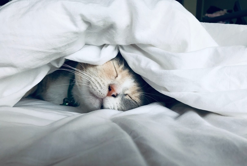 cat that sleeps in blanket